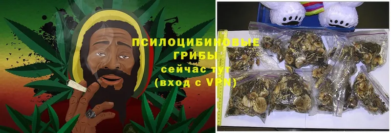 Галлюциногенные грибы Psilocybine cubensis  купить наркотик  Выборг 