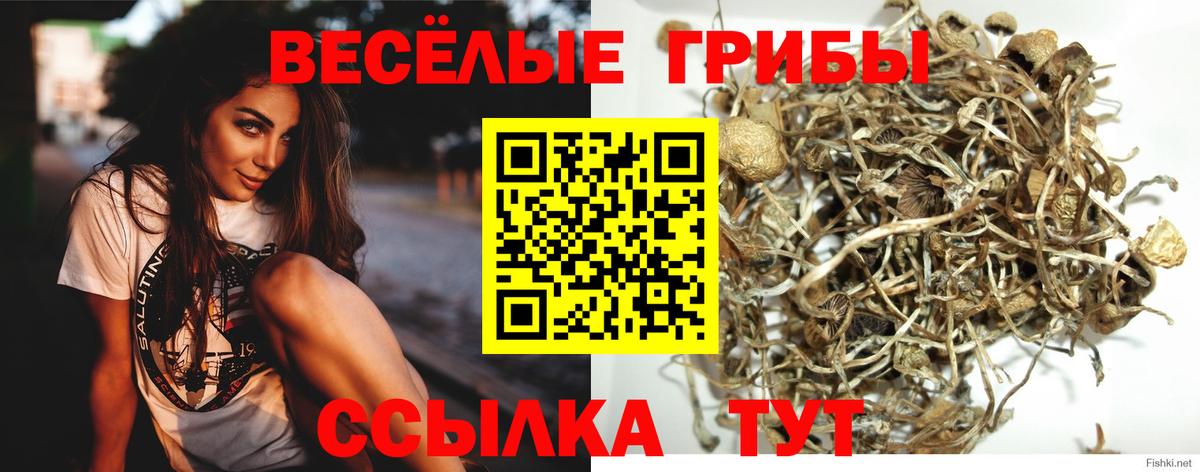 Псилоцибиновые грибы Psilocybine cubensis Выборг